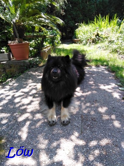 5.6.2021 - Howie endlich im Schatten